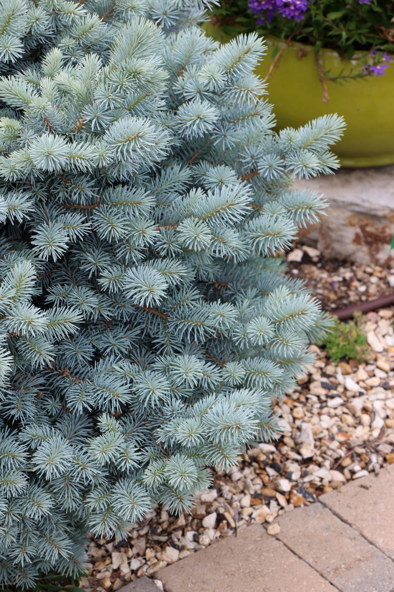 St. Mary's Blue Spruce